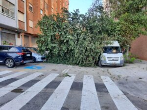 Árbol caído sobre la calzada en la calle Rafelguaraf